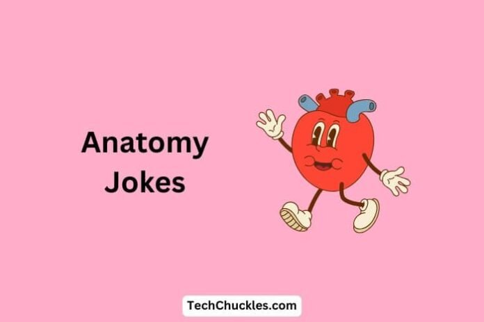 Anatomy Jokes That Will Pump Up Your Laughter