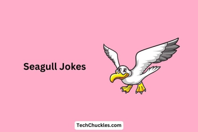 Seagull Jokes Seagull Jokes